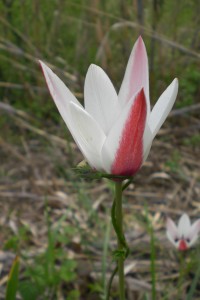 cimg1111